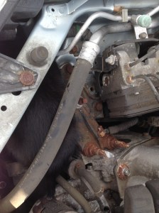 Under the hood of my car, shoved in the corner, was a cat.