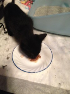 We finally coaxed to eat some wet food & a little crunchy kitten food.